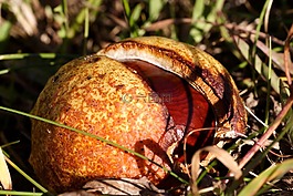 kastanie,性質(zhì),花園