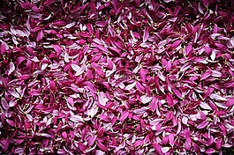 花瓣,鮮花,deleafing
