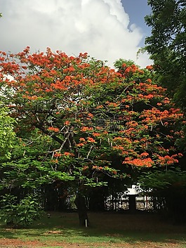 樹,公園,綠色