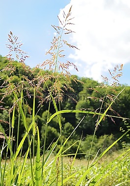 自然,植物區(qū)系,草