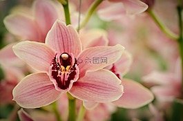 蘭花,花,開(kāi)花