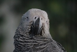 鸚鵡,灰色,鳥