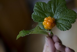 漿果,云莓,野生