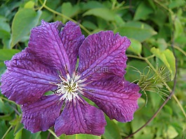 花卉,紫色,夏季