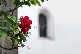 玫瑰,窗口,教會(huì)