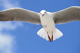 海鷗,鷗,動物