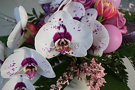 鮮花,斯特勞斯,luftbalon