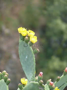 仙人掌,鮮花,黃色