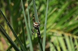 蜘蛛,昆蟲,爬網(wǎng)