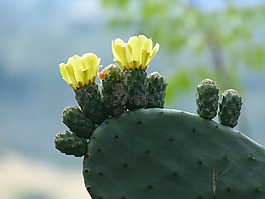 仙人掌,開(kāi)花,光明