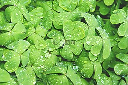 clovers,綠色,濕