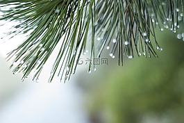 雨滴,濕,冷