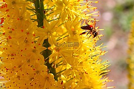 夏,蜜蜂,黃色