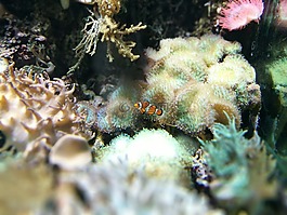 小丑魚,hellabrunn,動物園