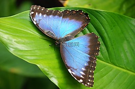 動物,蝴蝶,豐富多彩