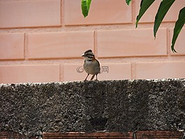 鳥,性質(zhì),鳥類