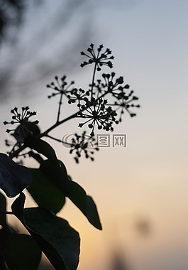 性質(zhì),廠,天空