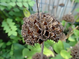 無核,植物,自然