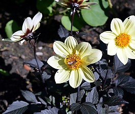 嬌琴紗,花,開花