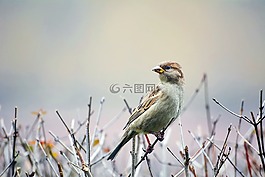 鳥(niǎo),麻雀,野生動(dòng)物