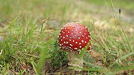 飛木耳,flyagaric,性質(zhì)