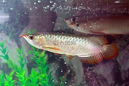 魚,銀,魚缸