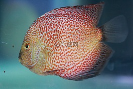 魚,紅點,魚缸