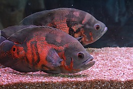 魚,灰色,魚缸