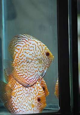 魚,白,魚缸