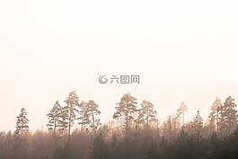 樹,自然,霧