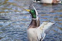 鴨,水,鳥