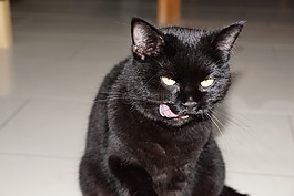 貓,動物,黑色