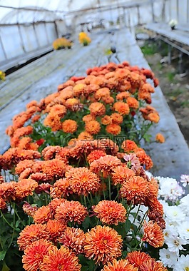 植物,鮮花,夏季花卉