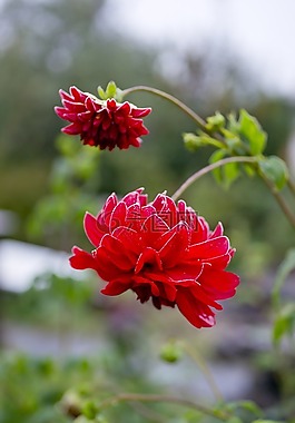 漫漫,花卉,兩個