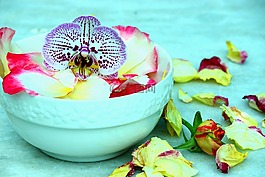 蘭花,玫瑰花瓣,玫瑰花板