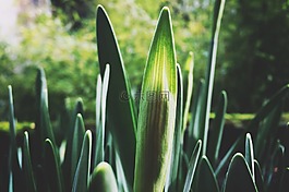 植物,春,增長