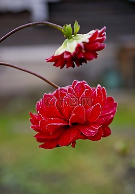 漫漫,花卉,兩個