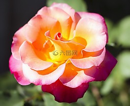 玫瑰,薔薇,花園