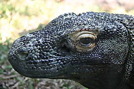 科莫多龍,爬行動物,蜥蜴