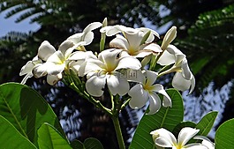 姜黄色百合花,素馨花,夹竹桃科