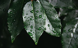 植物,葉子,葉