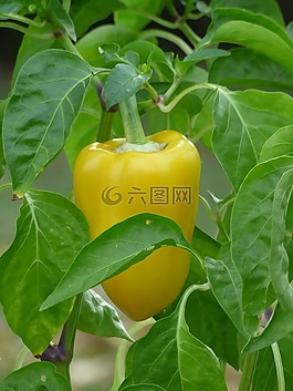 辣椒,蔬菜,黃色