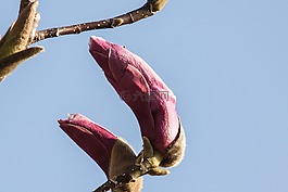 玉兰,开花,布什