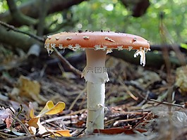 森林,飛木耳,側視圖