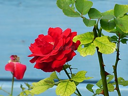 花,粉色,花園