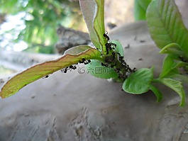 螞蟻,昆蟲,綠色