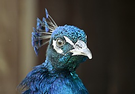 孔雀,鳥,動物