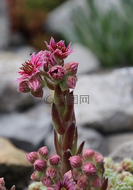 伍尔兹,石园,开花