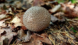 森林蘑菇的蘑菇,umbrinum,刺猬菇