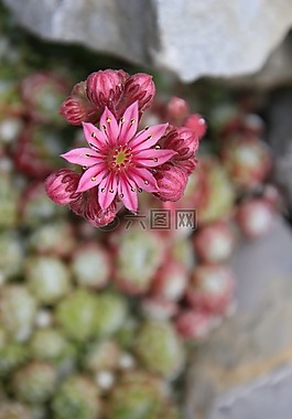 伍尔兹,石园,开花